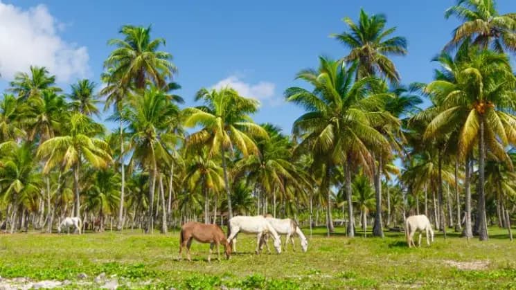 Salvador y Morro de San Pablo, Bahía - Nordeste - Imagen 17